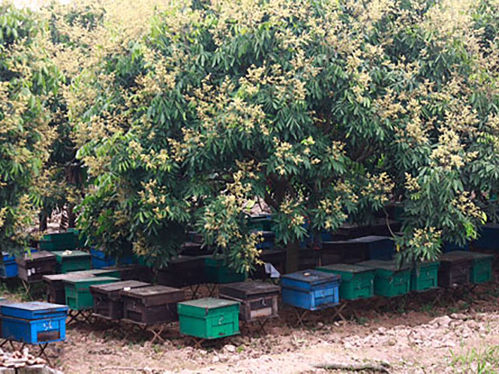 vuon-mat-ong-hoa-nhan